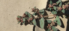 Euphorbia abramsiana