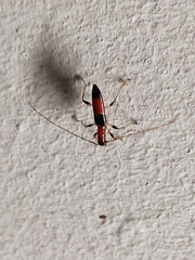 Stenoidion corallinum