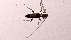 Stenoidion corallinum