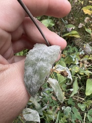 Neoerysiphe galeopsidis