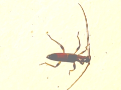 Stenoidion corallinum