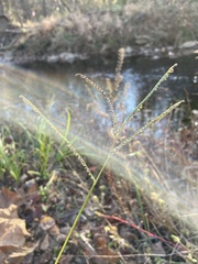Paspalum pubiflorum