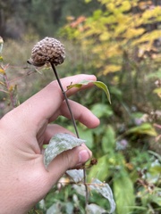 Neoerysiphe galeopsidis