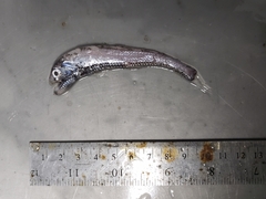 Polymetme thaeocoryla