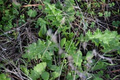 Carduus pycnocephalus