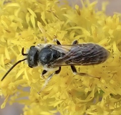 Odontalictus