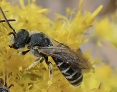 Odontalictus