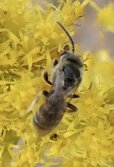 Odontalictus