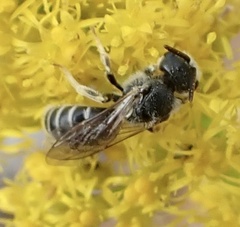 Odontalictus