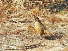 Rhinocrypta lanceolata
