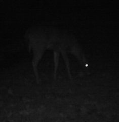 Odocoileus virginianus