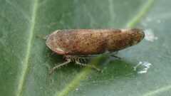 Fieberiella