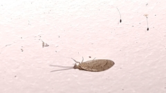 Nusalala tessellata