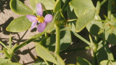 Fagonia pachyacantha