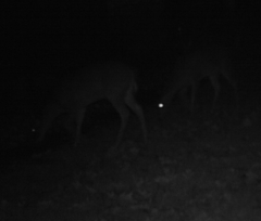 Odocoileus virginianus