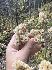 Pseudognaphalium macounii