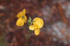 Chapmannia floridana
