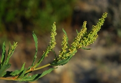 Rumex salicifolius