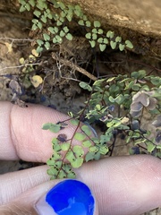 Argyrochosma microphylla