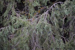 Juniperus thurifera
