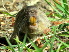 Ctenomys