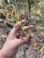Pseudognaphalium macounii