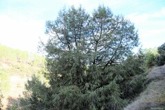 Juniperus thurifera