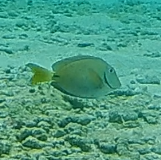 Acanthurus