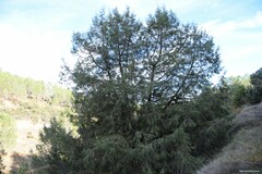 Juniperus thurifera