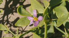 Fagonia pachyacantha