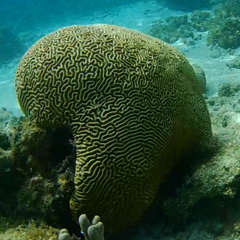 Pseudodiploria strigosa