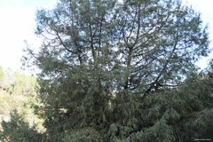 Juniperus thurifera
