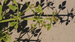 Fagonia pachyacantha