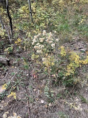 Pseudognaphalium macounii