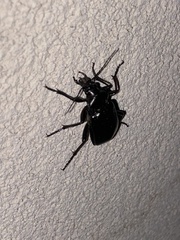 Calosoma peregrinator