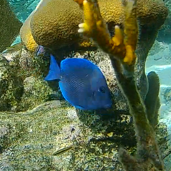 Acanthurus coeruleus