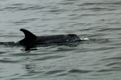 Grampus griseus