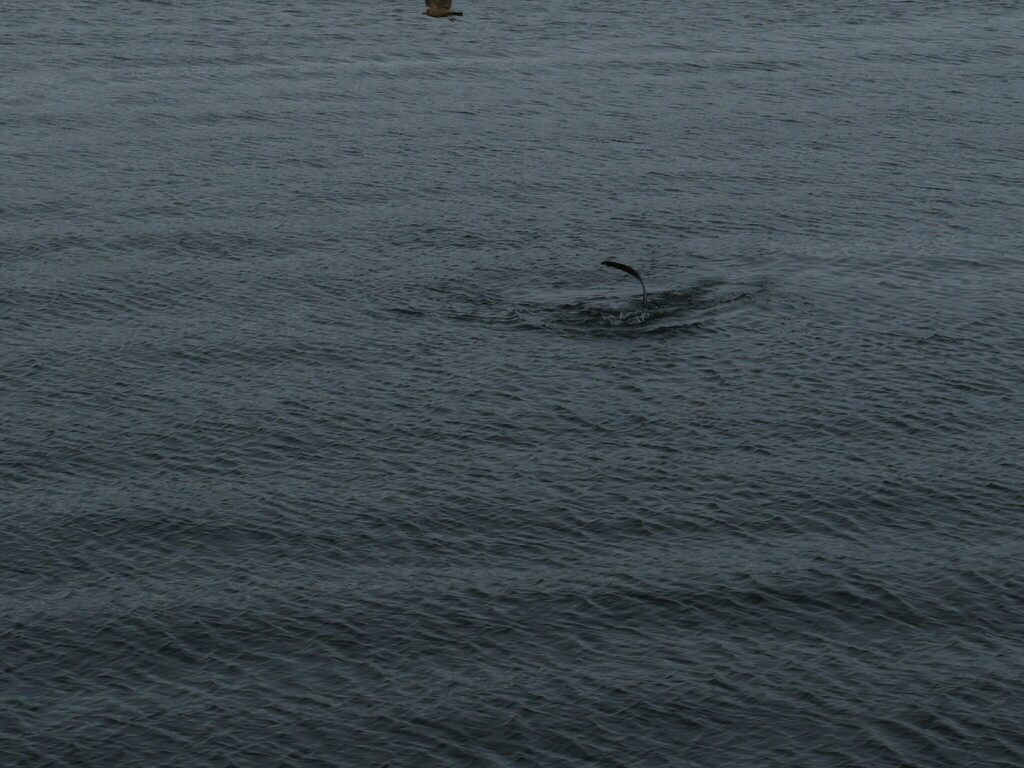Tail tip of a common thresher shark splashing at the sea surface