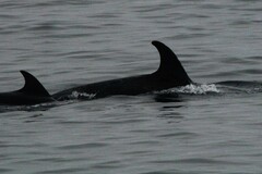 Grampus griseus
