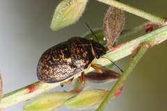 Orsilochides guttata