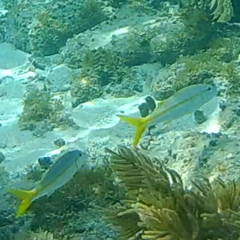 Mulloidichthys martinicus