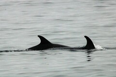 Grampus griseus