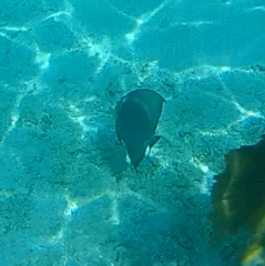 Pomacanthus arcuatus