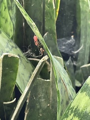 Zelus longipes