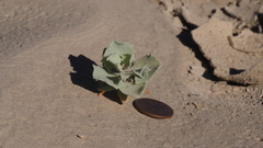 Atriplex hymenelytra