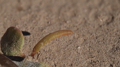 Atriplex hymenelytra
