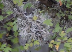 Evernia