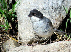 Microspingus melanoleucus