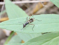 Taeniaptera trivittata