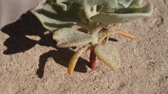 Atriplex hymenelytra